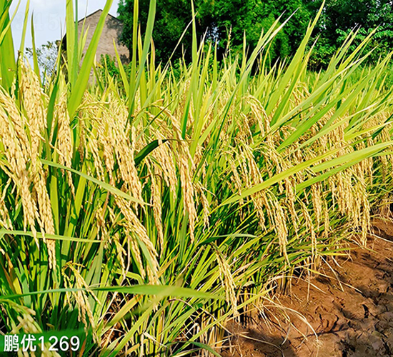 �i��(y��u)1269-ˮ���N��-�S���N�I(y��)