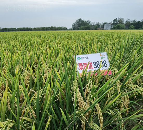 泰兩優(yōu)3808-水稻種子-豐樂種業(yè)