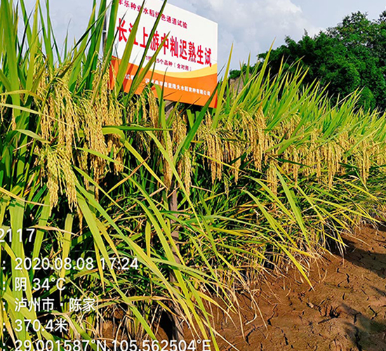 川康優(yōu)2117-水稻種子-豐樂(lè)種業(yè)