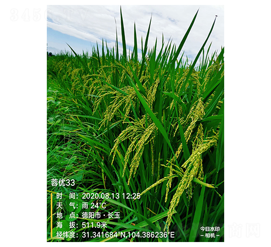 蓉優(yōu)33-水稻種子-豐樂種業(yè)