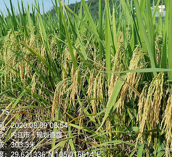 ���マ(y��u)2115-ˮ���N��-�S���N�I(y��)