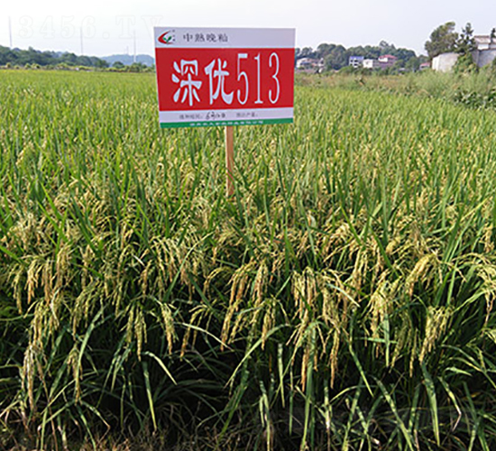 �(y��u)513-ˮ���N��-�S���N�I(y��)