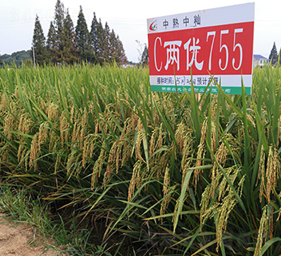 C兩優(yōu)755-水稻種子-豐樂種業(yè)