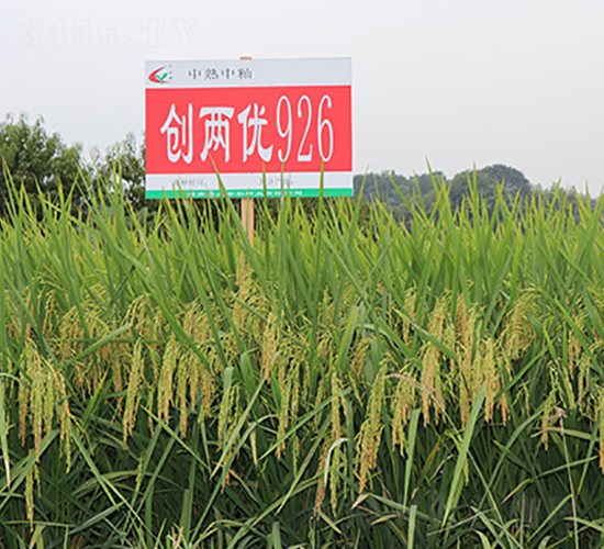 創(chuàng)兩優(yōu)926-水稻種子-豐樂種業(yè)