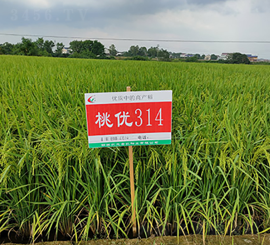 桃優(yōu)314-水稻種子-豐樂種業(yè)