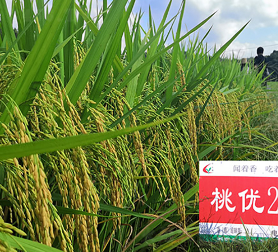 桃優(yōu)205-水稻種子-豐樂種業(yè)