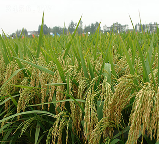 潭兩優(yōu)83-水稻種子-豐樂種業(yè)