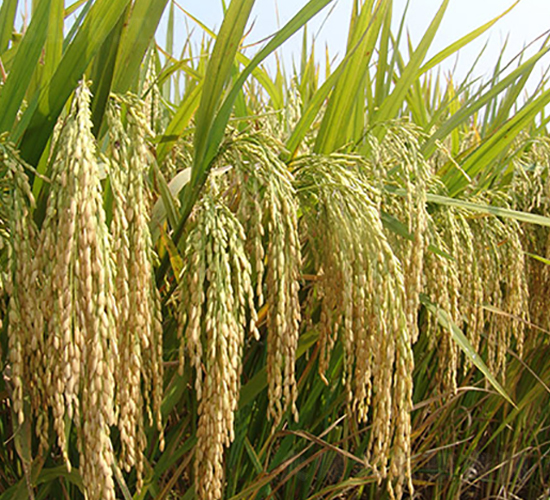 陸兩優(yōu)4026-水稻種子-豐樂(lè)種業(yè)