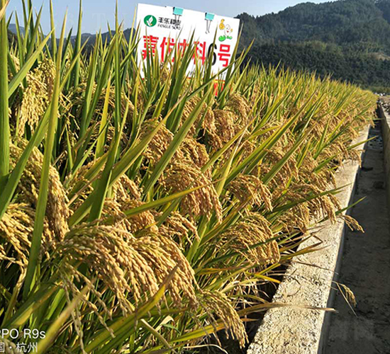 嘉優(yōu)中科6號-水稻種子-豐樂種業(yè)