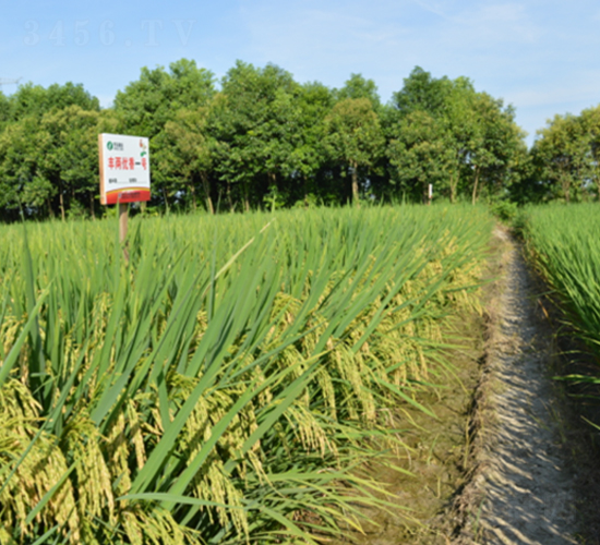 �S�Ƀ�(y��u)��һ̖-ˮ���N��-�S���N�I(y��)