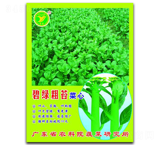 碧綠粗苔-菜心種子-科農(nóng)