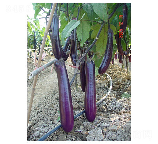 農(nóng)夫長(zhǎng)茄-茄子種子-科農(nóng)