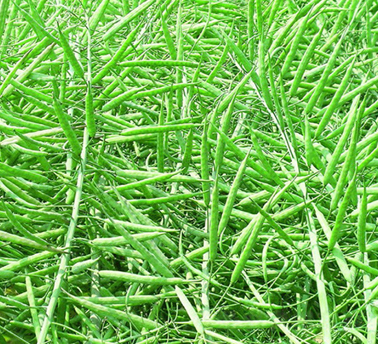 ������27-�Ͳ˷N��-δ���N�I(y��)