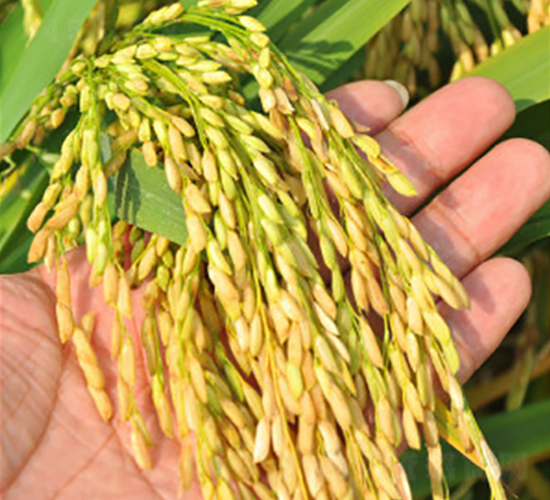 δ�Ƀ�(y��u)6̖(h��o)-ˮ���N��-δ���N�I(y��)