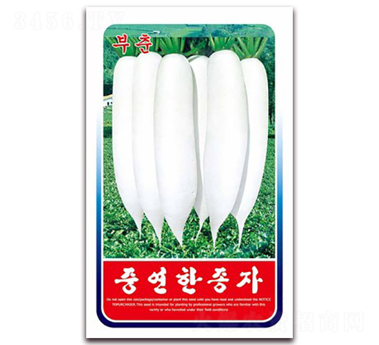 富春白蘿卜-蘿卜種子-鑫博大