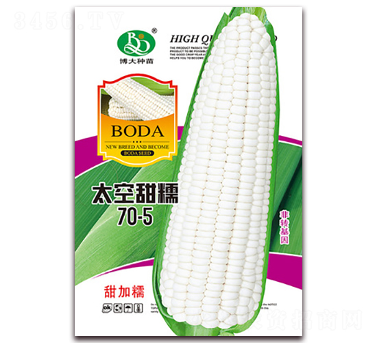 太空甜糯70-5-甜糯玉米種子-鑫博大