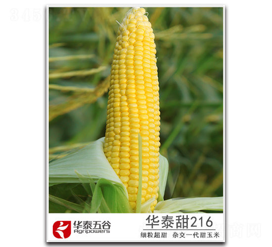 �A̩��216-�����׷N��-�A̩���