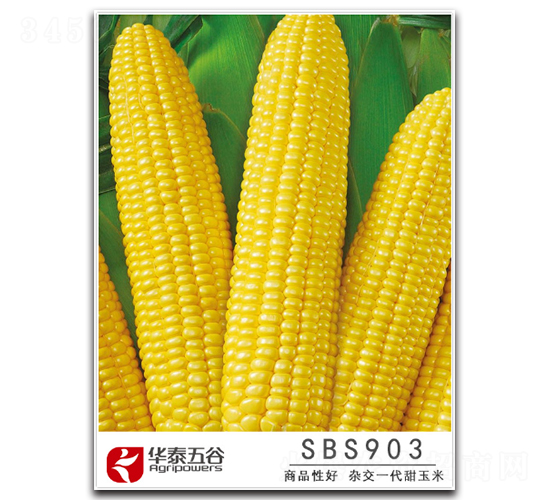 SBS903-�����׷N��-�A̩���