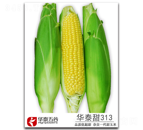 �A̩��313-�����׷N��-�A̩���