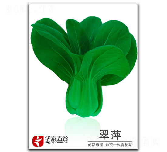 翠萍-青梗菜種子-華泰五谷