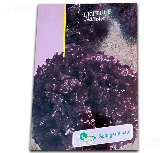 紫羅蘭-生菜種子-乾坤種業(yè)