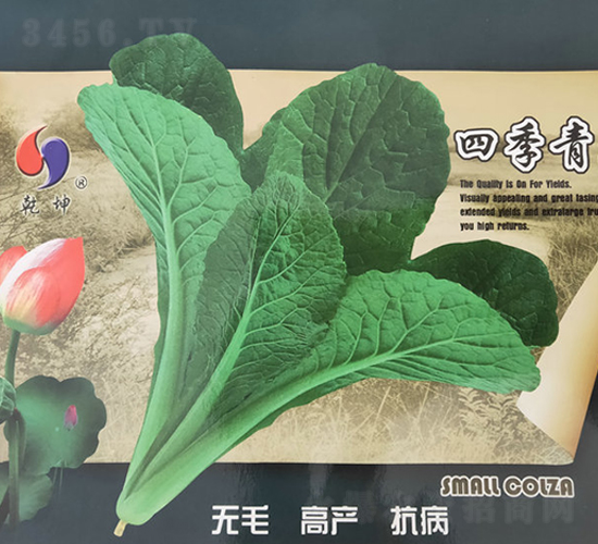 四季青脆-白菜種子-乾坤種業(yè)