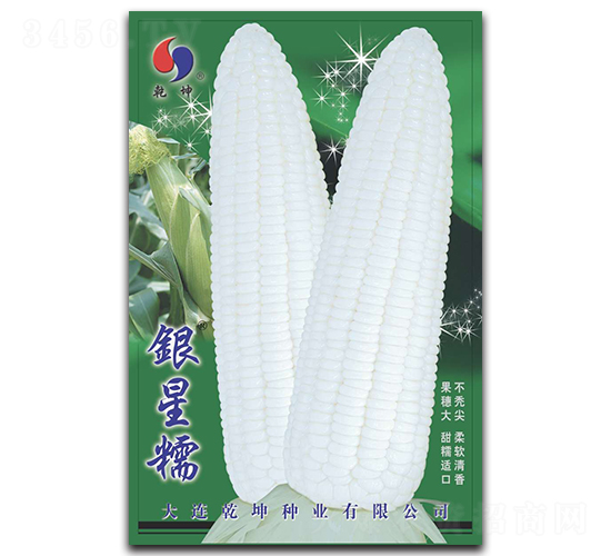 銀星糯-玉米種子-乾坤種業(yè)