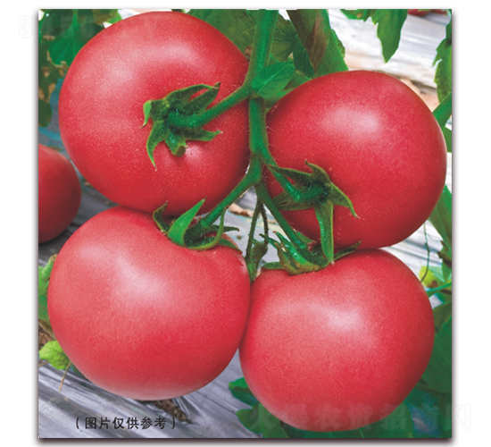 ����ʥ�ȁ�45-���ѷN��-���i