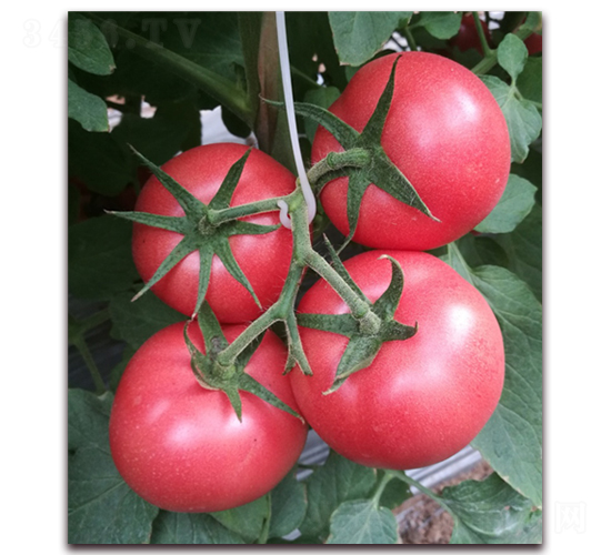 金棚S07-番茄種子-金鵬