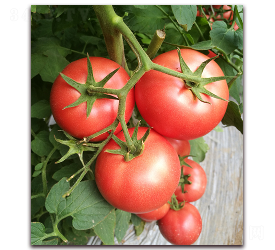 ����152-���ѷN��-���i