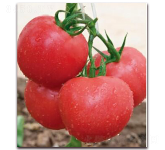 ����8̖(h��o)B��-���ѷN��-���i