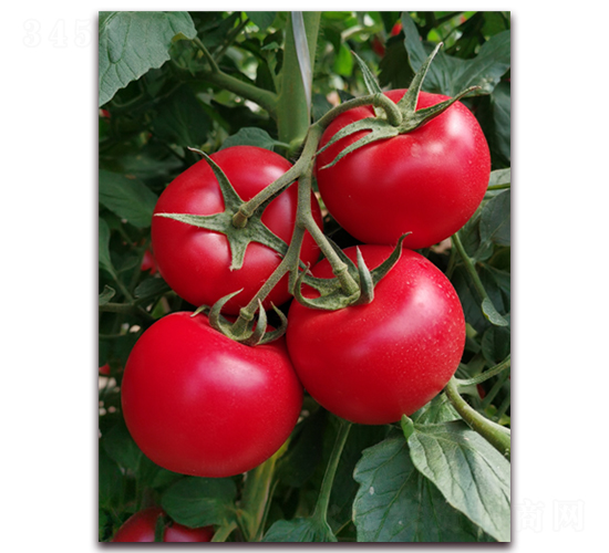 ����2095-���ѷN��-���i