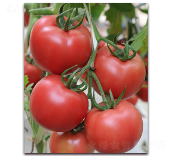 ������ʢ-���ѷN��-���i