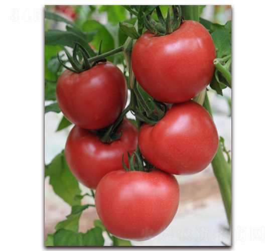 ����9̖(h��o)-���ѷN��-���i