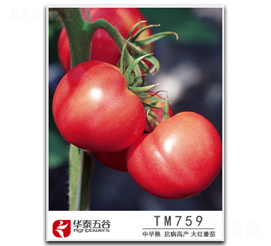 TM759-���ѷN��-�A̩���