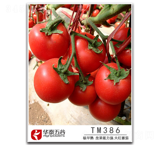 TM386-���ѷN��-�A̩���