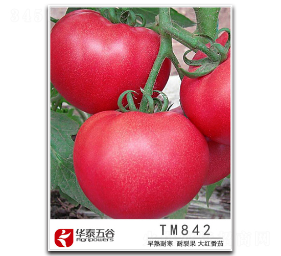 TM842-���ѷN��-�A̩���