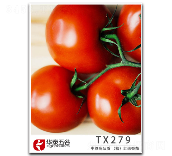 TX279-���ѷN��-�A̩���