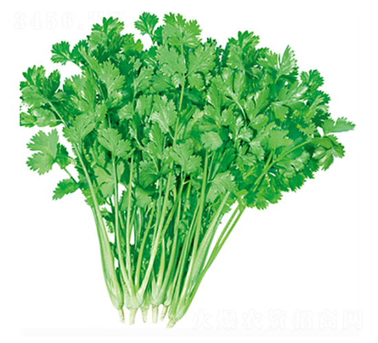 加洲香菜-香菜種子-立信