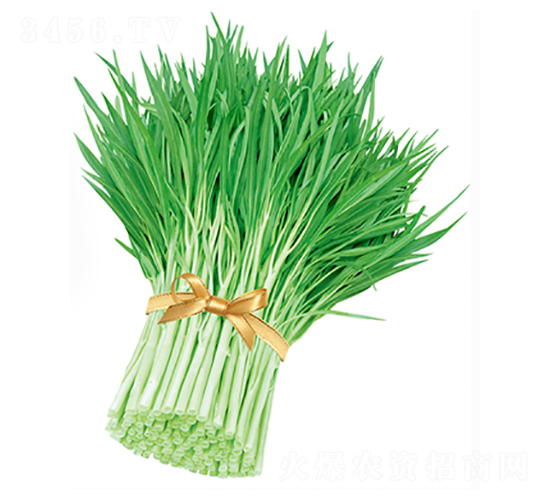 火箭白骨柳葉空心菜-空心菜種子-立信