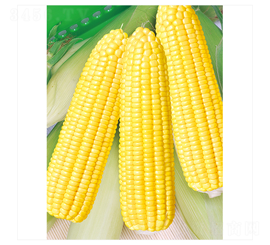 福田玉五號(hào)-玉米種子-立信