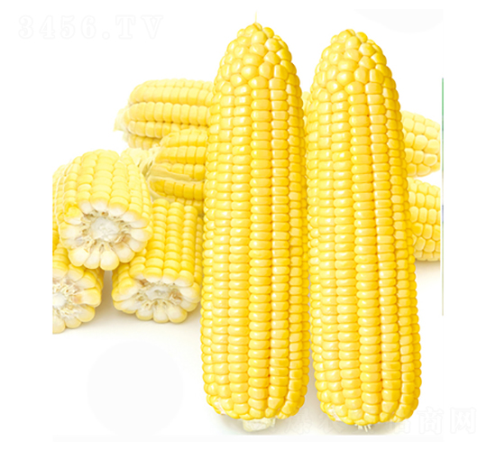 ��������̖-���׷N��-����