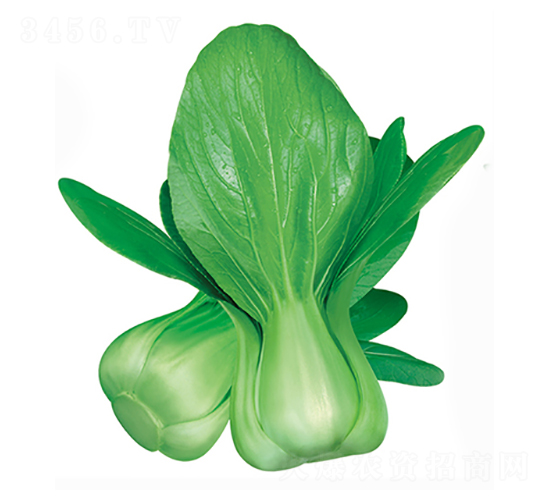 寒魁-青梗菜種子-立信