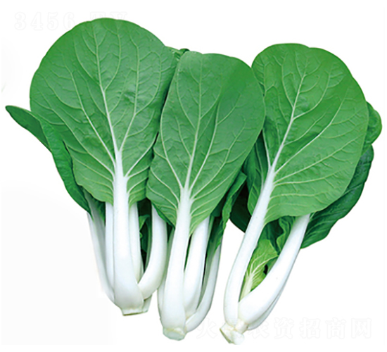 無暇黑葉白-白菜種子-立信