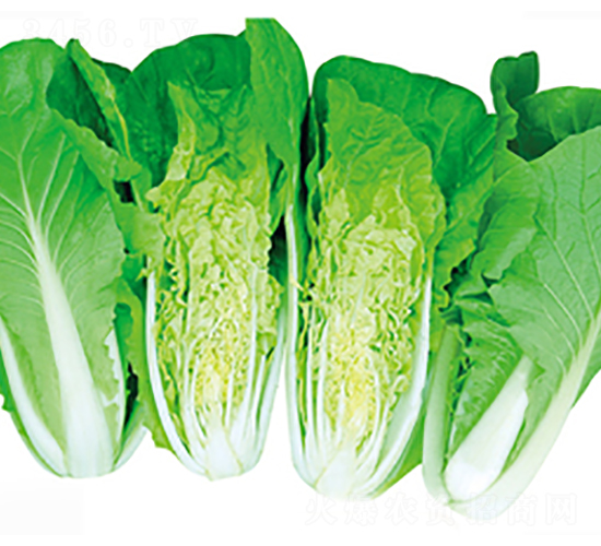 秦錦3號-白菜種子-立信