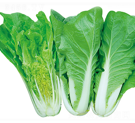 秦錦1號-白菜種子-立信