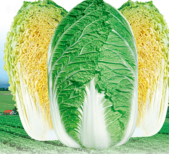 寒秀-白菜種子-立信
