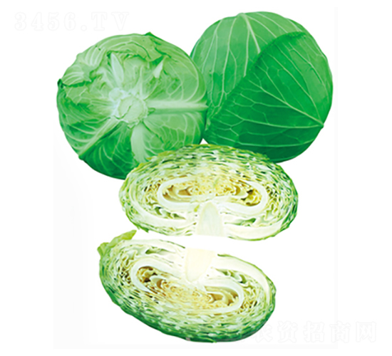 追夏二號-甘藍(lán)種子-立信