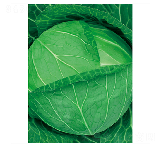 追夏-甘藍種子-立信