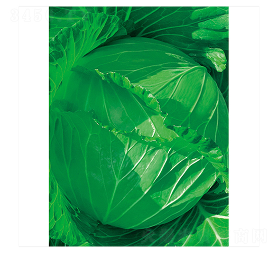 綠豐-甘藍種子-立信